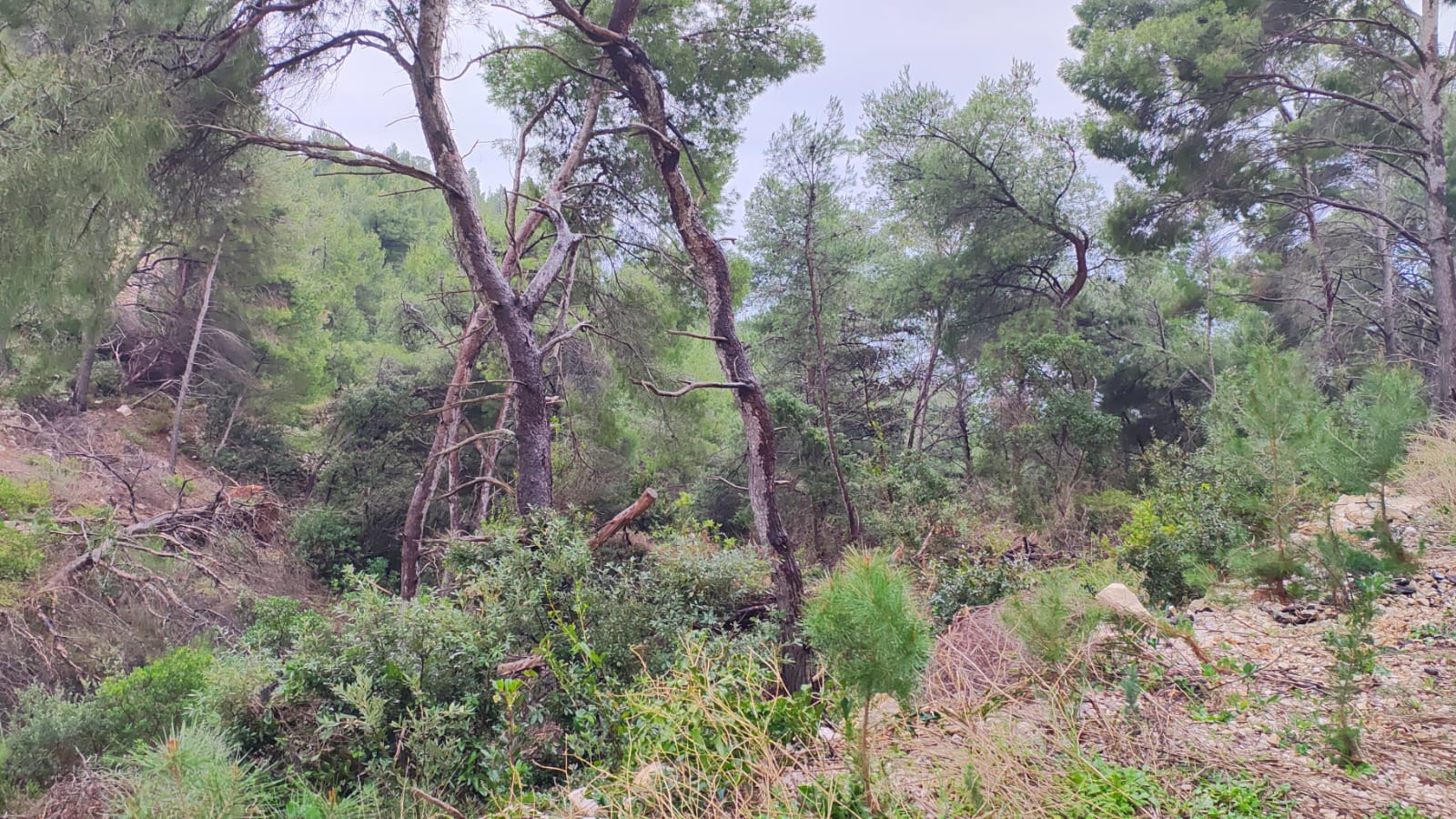 Atraktivno zemljište 90 000m2 – Hvar – 8