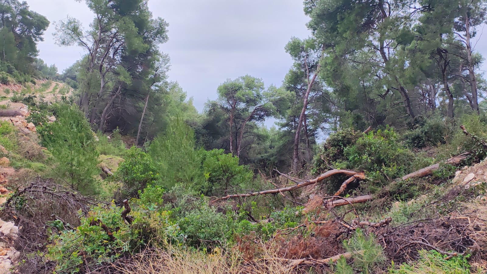 Atraktivno zemljište 90 000m2 – Hvar – 9